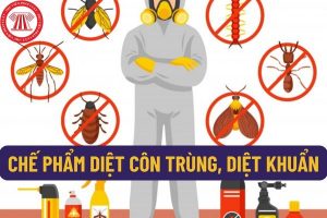 Dịch vụ diệt côn trùng, phun thuốc muỗi và khử trùng tại Lào Cai